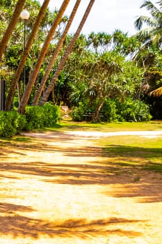 Beautiful sunny landscape panorama with tropical jungle nature and clear water in Bentota Beach Galle District Southern Province Sri Lanka island.