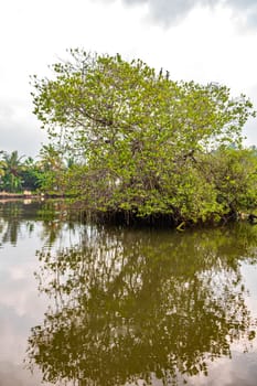 Boat safari through tropical natural mangrove jungle forest in Bentota Ganga River Lake in Bentota Beach Galle District Southern Province Sri Lanka.