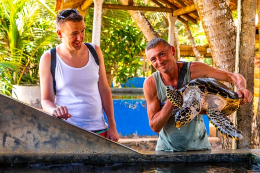 Man holds green sea turtle hawksbill sea turtle loggerhead sea turtle out of pool in Turtle breeding station conservation Center in Bentota Sri Lanka.