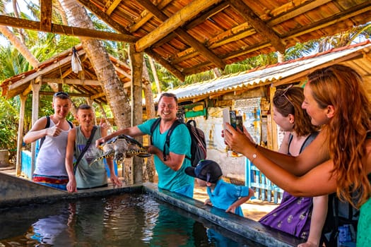 Man holds green sea turtle hawksbill sea turtle loggerhead sea turtle out of pool in Turtle breeding station conservation Center in Bentota Sri Lanka.