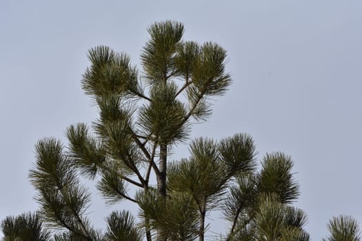 Conifer Tree Top Branches and Blue Sky in Colorado . High quality photo
