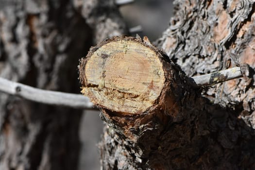 Cut Off End of a Tree Branch Close Up. High quality photo