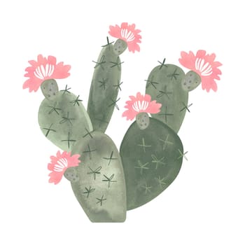 Prickle pear. Blooming cactus with pink flowers. Plants for the home. Floriculture. Desert flora. Isolated watercolor illustration on white background. Clipart