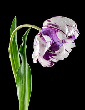Beautiful white-pink Tulip Jonquieres flower isolated on a black background. Flower head close-up.