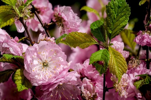 Beautiful pink Almond Prunus triloba blossoms on a black background. Flower head close-up.