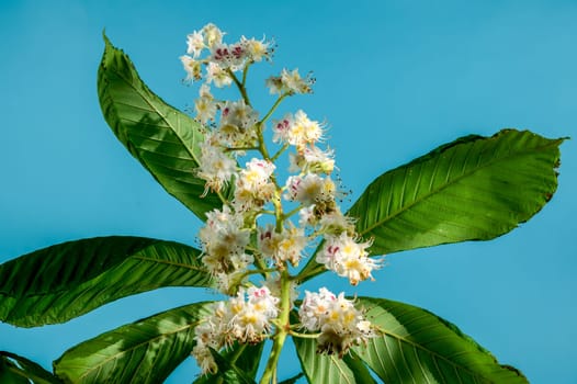 Beautiful white horse chestnut tree blossoms on a blue background. Flower head close-up.