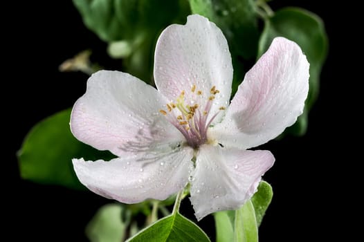 Beautiful white Quince tree flower blossom isolated on a black background. Flower head close-up.