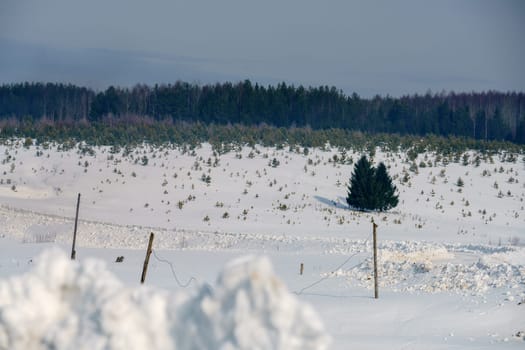 Winter time. Image of fir trees grows on slope in countryside
