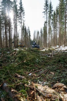 In winter forest it conducts work on wood harvesting