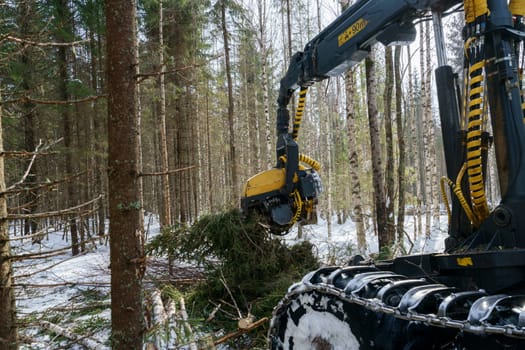 Woodworking in forest. Image of log loader cuts spruce