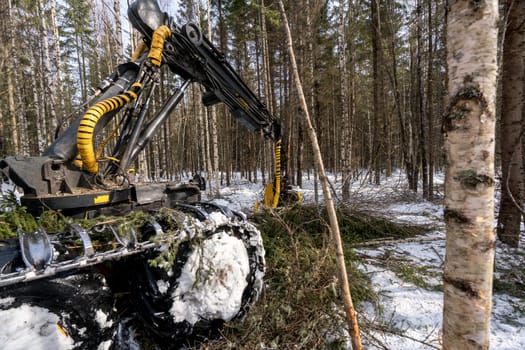 Woodworking. Image of logger busy working in winter forest