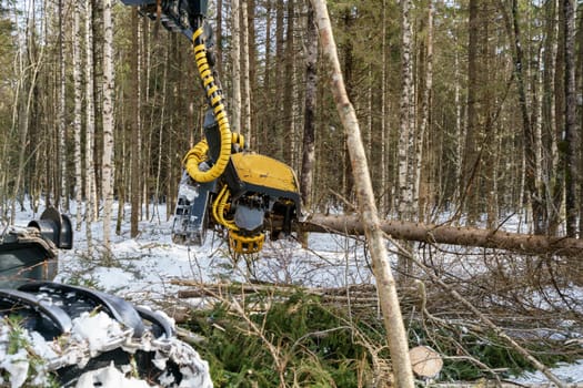 Image of logger cut down the tree and sawing it, close-up