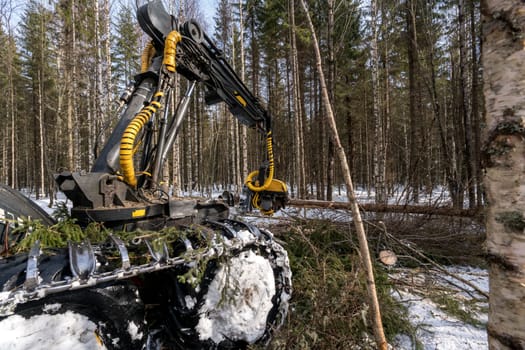 Timber industry. Image of logger cuts tree in winter forest