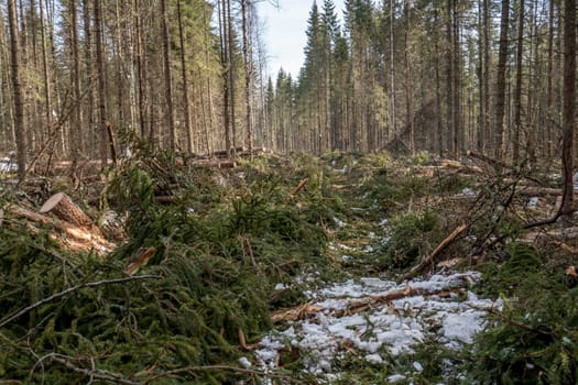 Forestry. Image of coniferous forest after felling