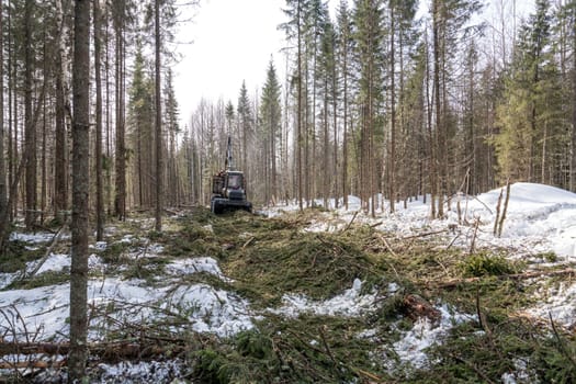 Image of modern logger rides through forest after felling