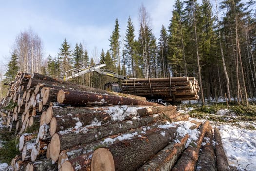 Timber harvesting. Image of logger working in winter forest