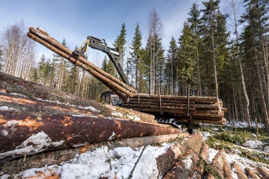 Image of logger loads harvested trunks in winter forest