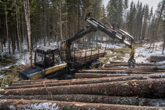 Woodworking in forest. Logger loads harvested trunks