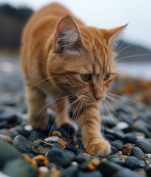 An orange cat walking at the beach on beautiful sunny day, peaceful day, pebble