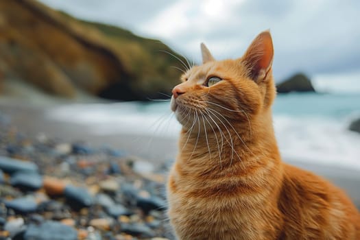 orange cat relaxing on a sand beach looking into the distance.