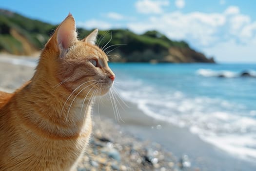 orange cat relaxing on a sand beach looking into the distance.