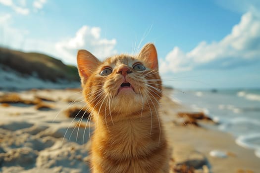 An orange cat walking at the beach on beautiful sunny day, peaceful day, pebble