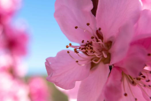 close up pink peach flower against a blue sky. The flower is the main focus of the image, and it is in full bloom