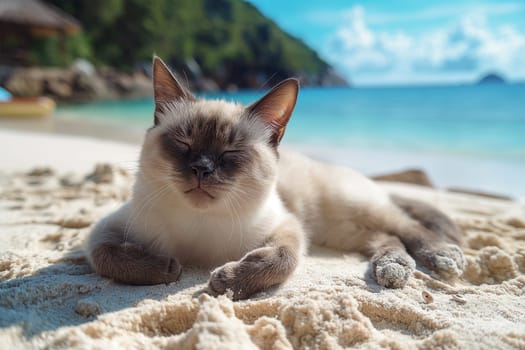 A serene calico cat relaxing on a sandy beach with a clear blue sky.