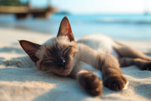 A serene calico cat relaxing on a sandy beach with a clear blue sky.