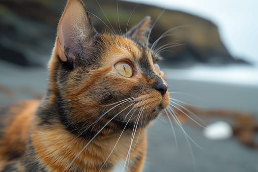 Tortoiseshell cat relaxing at beach on sunny day