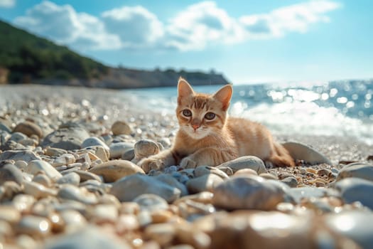 A cat on a pebble beach on sunny day