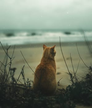 A cat on a tropical beach on sunny day