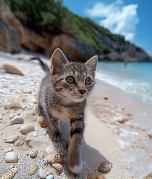 A cat on a pebble beach on sunny day