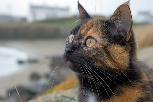 A cat on a tropical beach on sunny day