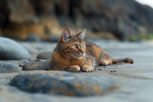 A cat on a pebble beach on sunny day