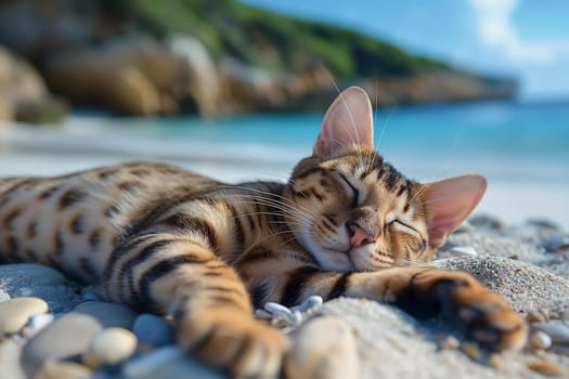 A cat on a pebble beach on sunny day