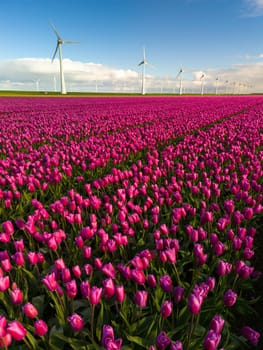 A colorful field of vibrant pink tulips swaying in the gentle breeze, with windmill turbines in the background in the Netherlands during Spring.