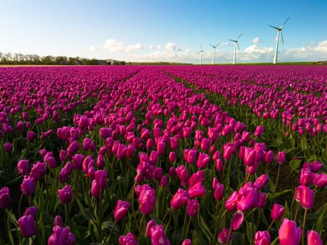 A breathtaking display of a field blanketed with vibrant pink tulips, swaying gracefully as windmills stand tall in the background, capturing the essence of spring in the Netherlands.