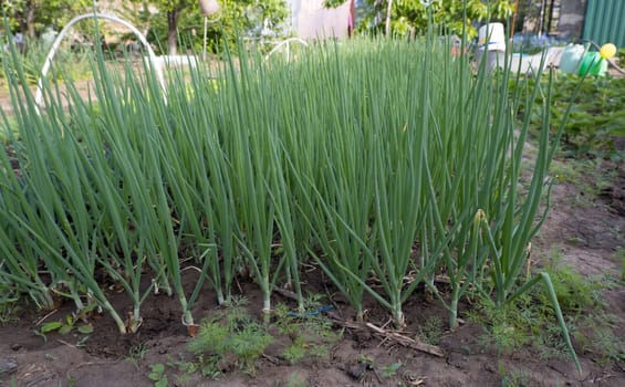 Onion plant from an organic onion bed. onion crop grown in an agricultural field or farm