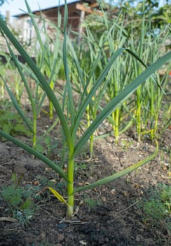 Young garlic growing in the ground. Close-up of young strong plants. Vegetable garden concept