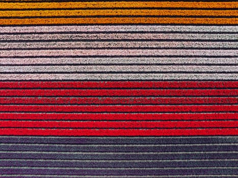 Aerial topshot from tulip fields in spring in the Netherlands