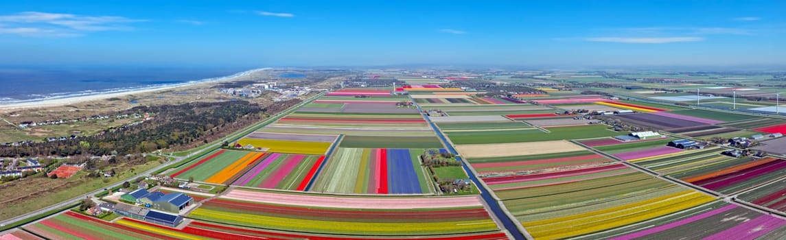 Aerial panorama from tulipfields at the North Sea in the Netherlands