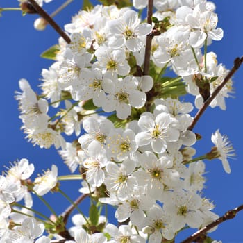 sprig of white cherry blossoms against a blue sky