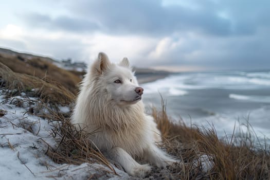 A samoyed relaxing on the beach on a sunny day