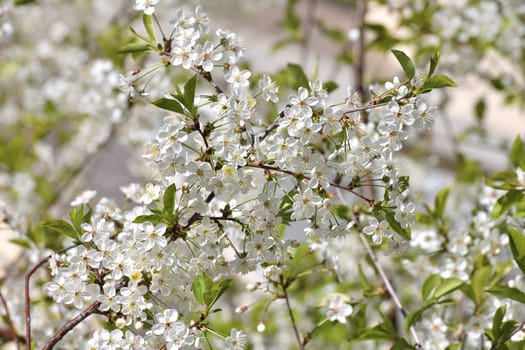 sprig of white cherry blossoms