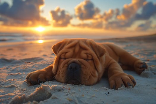 A sharpei relaxing and sleeping on the beach