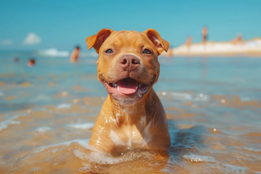 A pitbull relaxing on the beach during sunset