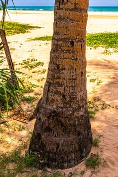 Chipmunks squirrel climb a palm tree in Bentota Beach Galle District Southern Province Sri Lanka.