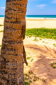 Chipmunks squirrel climb a palm tree in Bentota Beach Galle District Southern Province Sri Lanka.