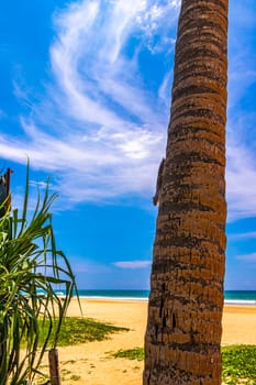 Chipmunks squirrel climb a palm tree in Bentota Beach Galle District Southern Province Sri Lanka.